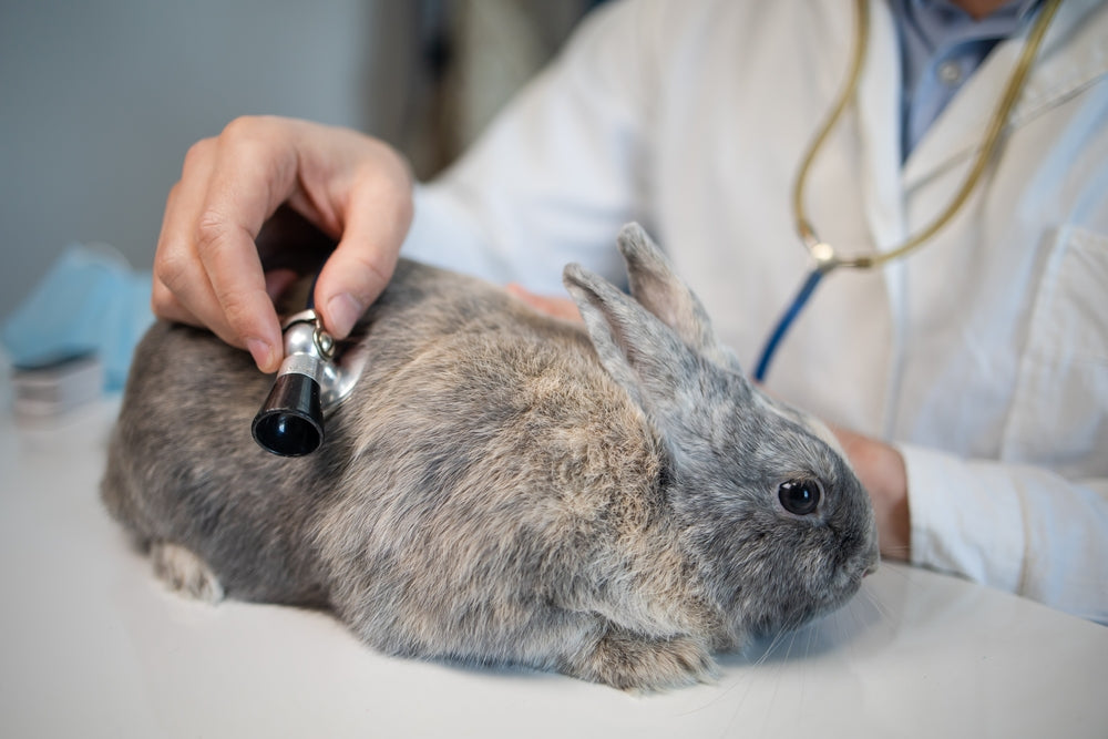 Rabbit Pyoderma: Signs, Causes and Safe Treatment