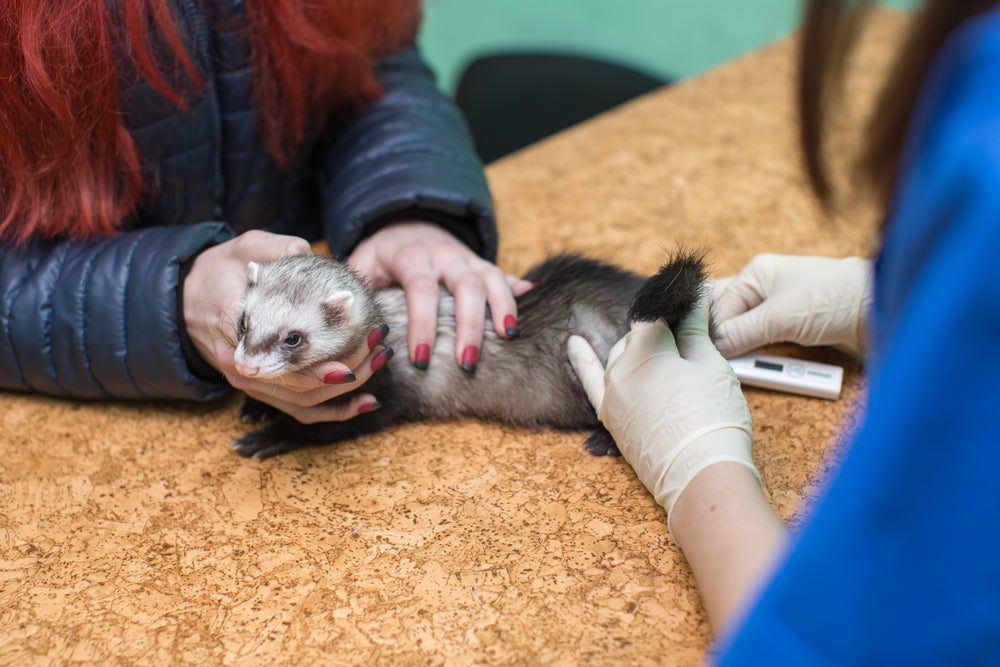 Rectal Prolapse in Ferrets: What to Do When Tissue Protrudes