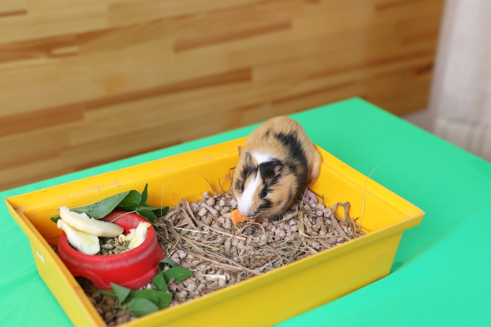 Safe Stocking Stuffers for Small Pets