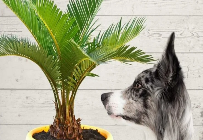 Sago Palm Poisoning in Dogs: A Vet’s 2025 Comprehensive Guide ☠️🐶