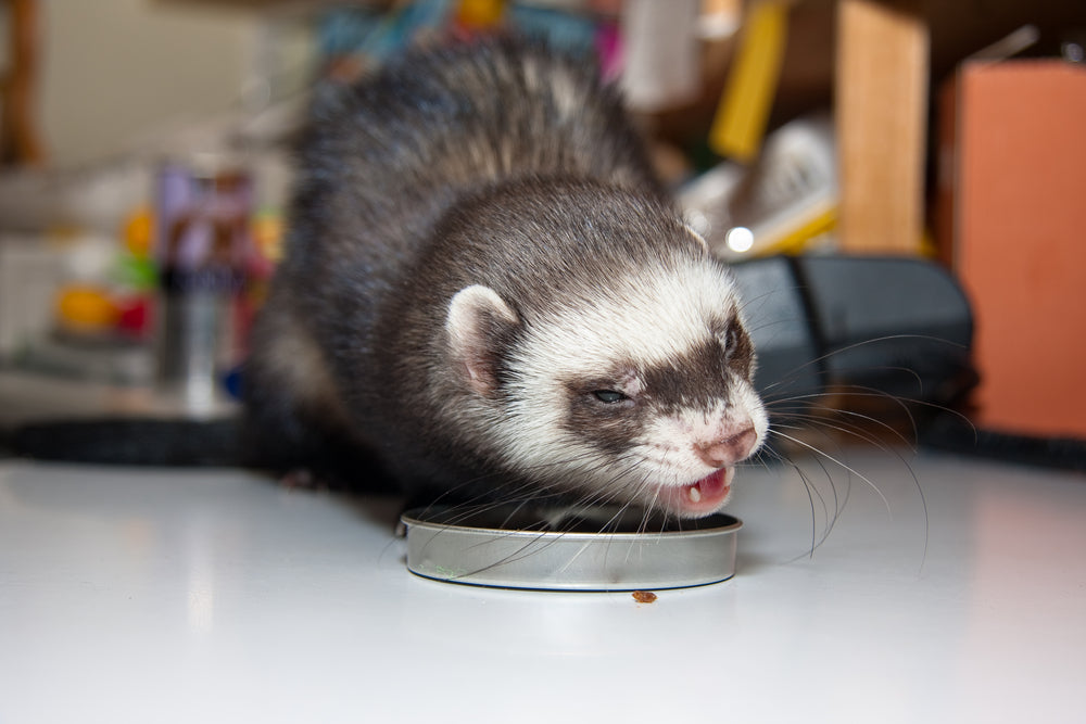 Salmonella in Ferrets: Signs, Treatment and Household Safety
