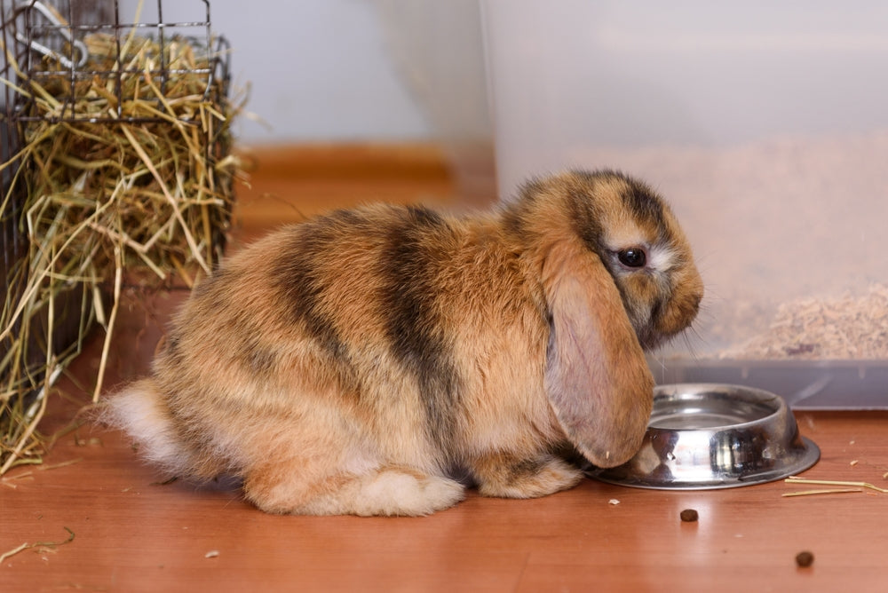 Scatter Feeding for Small Pets: How to Start Safely