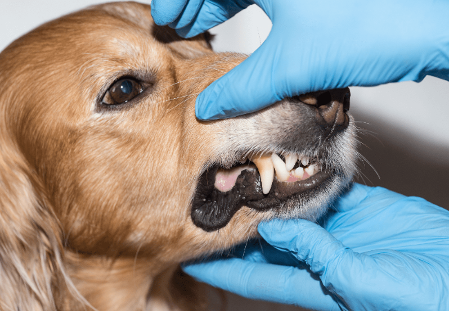 Cleaning Your Dog’s Teeth: Home Care and Professional Treatment
