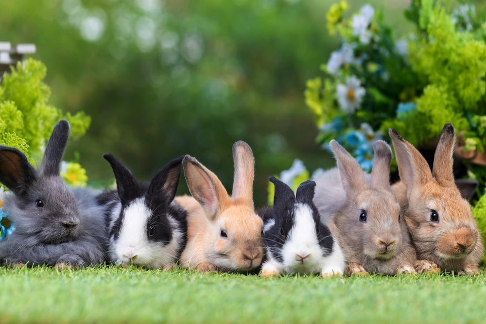 Should I Get My Child a Rabbit for Easter?