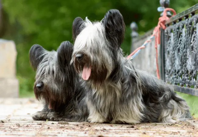 Skye Terrier Care: Coat, Temperament and Health Considerations