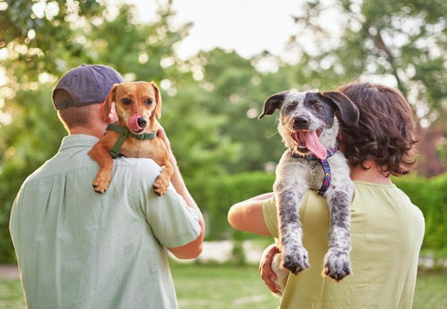 How to Socialise a Puppy Without a Dog Park
