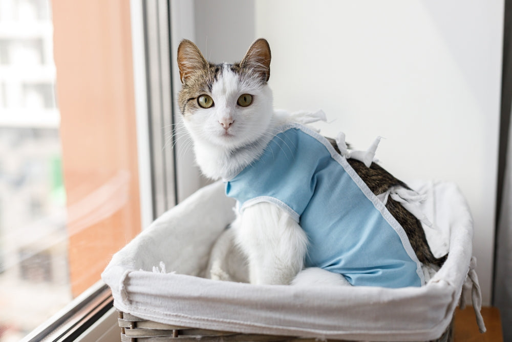 Spaying a Cat: When to Book, How to Prepare and Recovery Signs to Watch