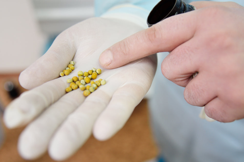 Struvite Bladder Stones in Dogs: Treatment and Prevention