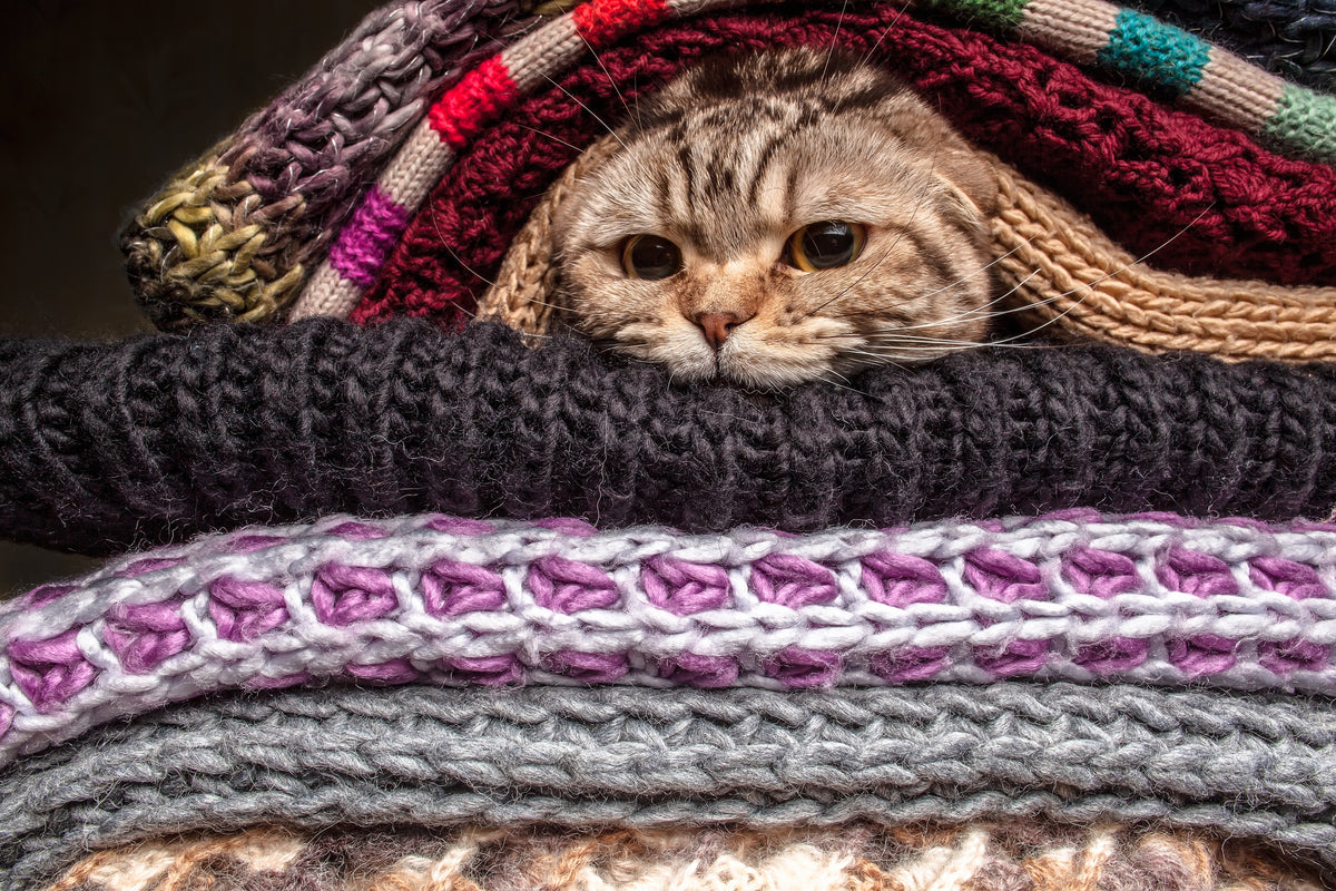 Taking Your Cat to the Snow: What to Pack and When to Stay Indoors