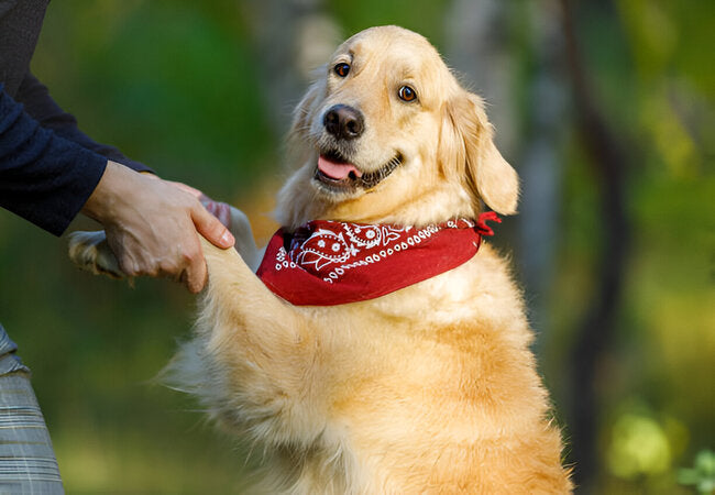 Teach Your Dog Everyday Manners With Reward-Based Routines