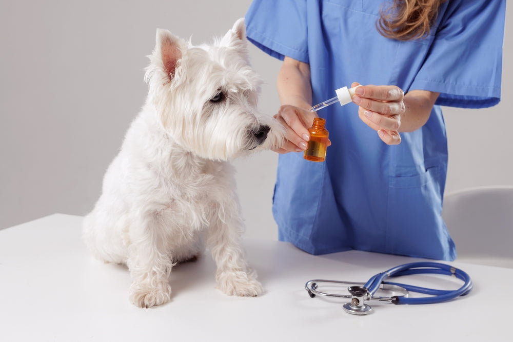 Comprehensive Vet Guide 2025: Theophylline for Dogs & Cats – Respiratory & Cardiac Support 🐾💨