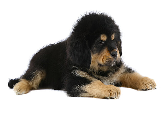 Tibetan Mastiff Care: Guarding, Grooming and Choosing a Suitable Home