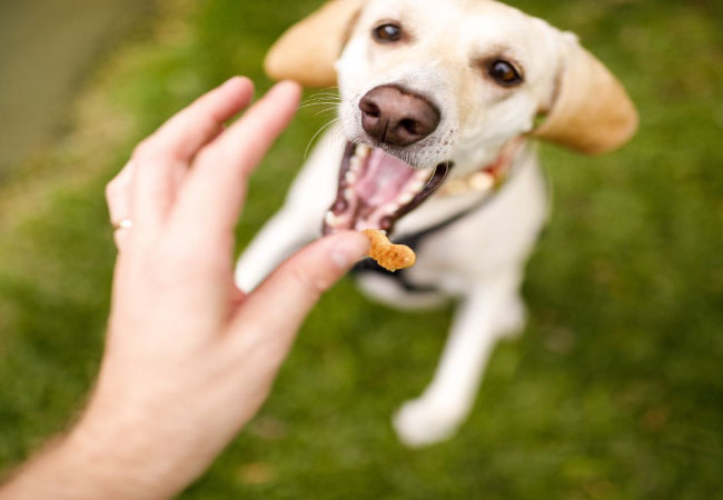Dog Training Rewards: How to Fade Food Lures Without Losing Progress
