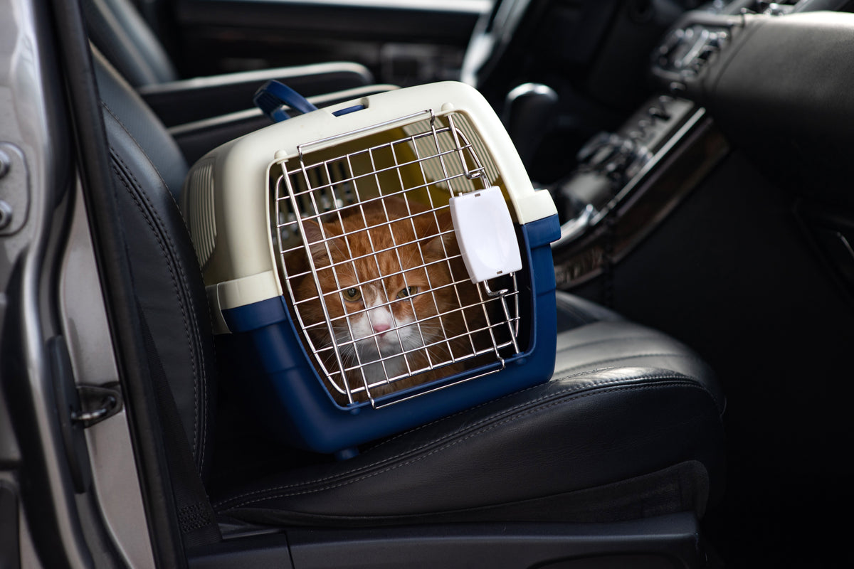 Campervan Travel With a Cat: Packing Checklist and Safe Setup
