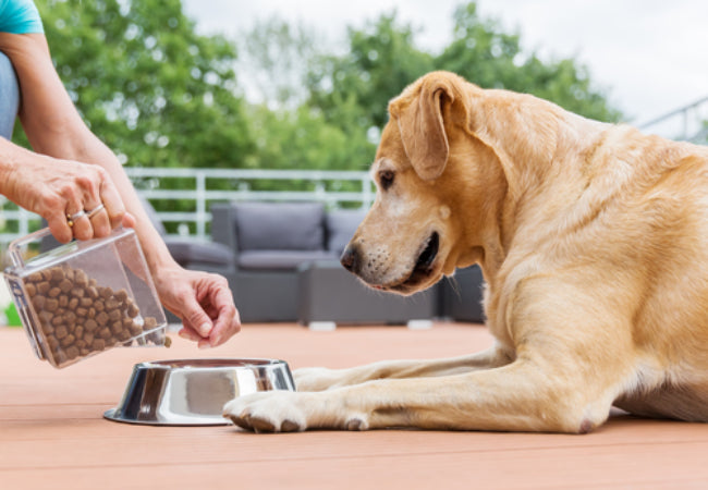 How to Choose Healthy Food for Your Dog or Cat
