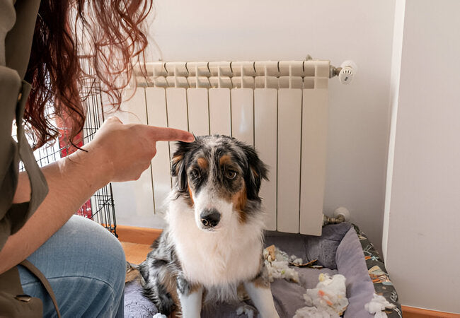 Understanding Dogs Who Prefer Quiet Company