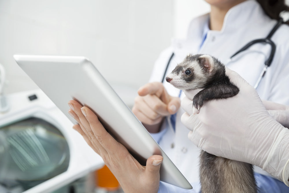 Urinary Stones in Ferrets: Signs, Blockages and Treatment