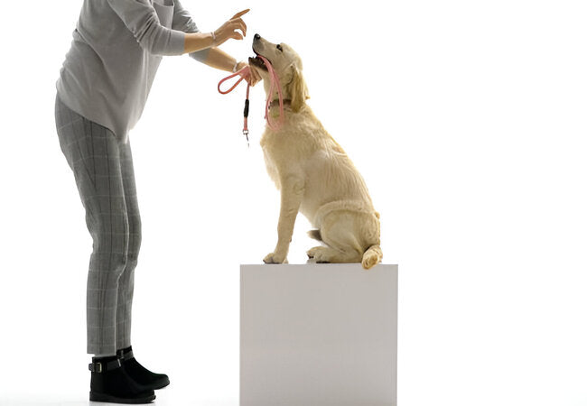 Puppy Training at Home: Build Useful Skills With Rewards