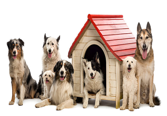 Vet‑Approved 2025: How to Keep Multi‑Pet Homes From Getting Bored – Enrichment Essentials 🐶🩺