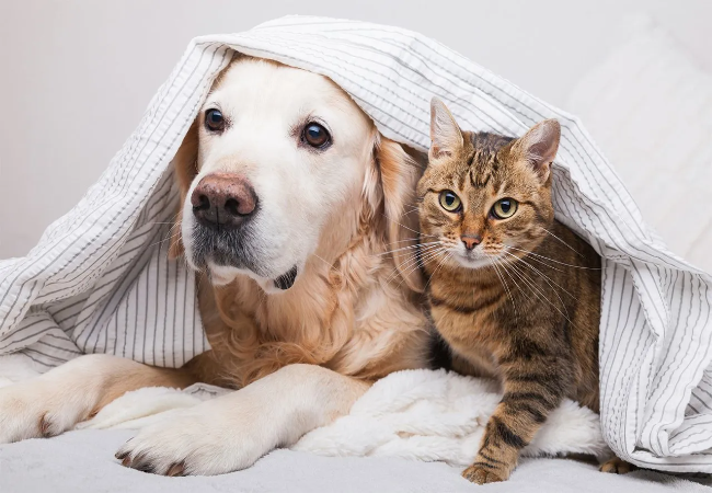 Vet Approved Guide: 8 Risks of Treating Your Pet at Home in 2025 🐶🐱