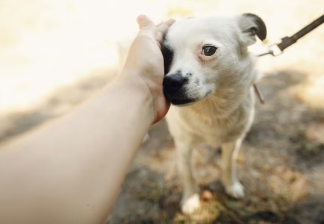 How to Help a Timid Dog Feel More Confident