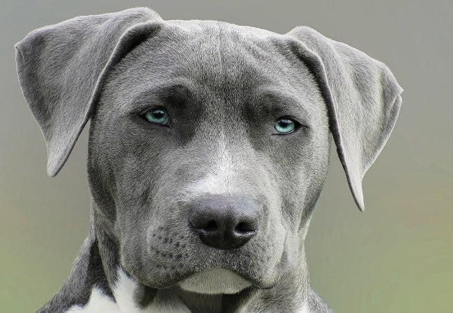 Can Dogs Sense Human Emotions? What the Research Shows