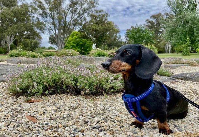 Dog-Friendly Parks in Victoria and the Access Rules to Check