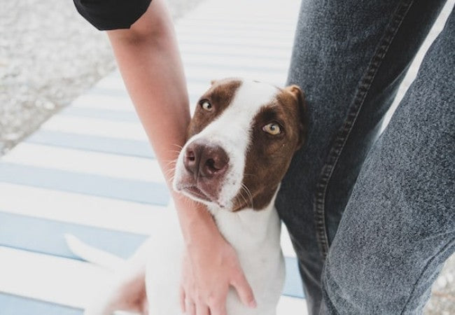 Why Is My Dog So Clingy? Causes and Ways to Help