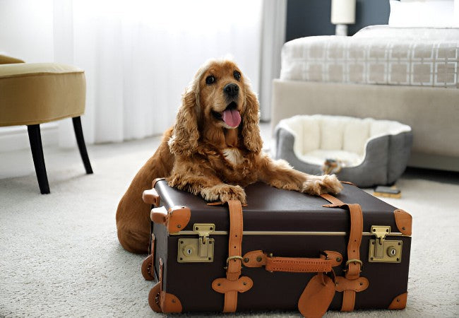 Pet-Friendly Hotels: What to Check Before You Book