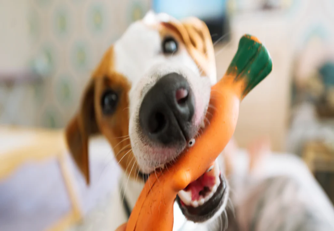 Why Do Dogs Like Squeaky Toys? Play, Preferences and Safety