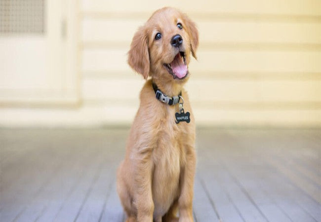 Why Does My Dog Forget Training? How to Rebuild Reliable Responses