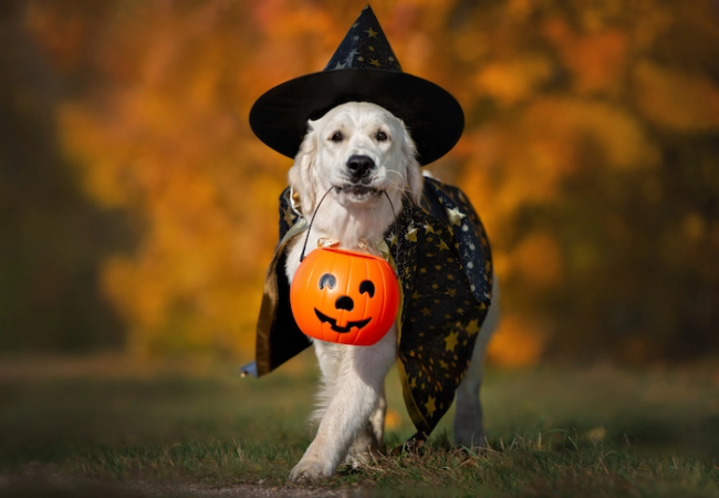 Are Halloween Costumes Safe for Dogs and Cats?