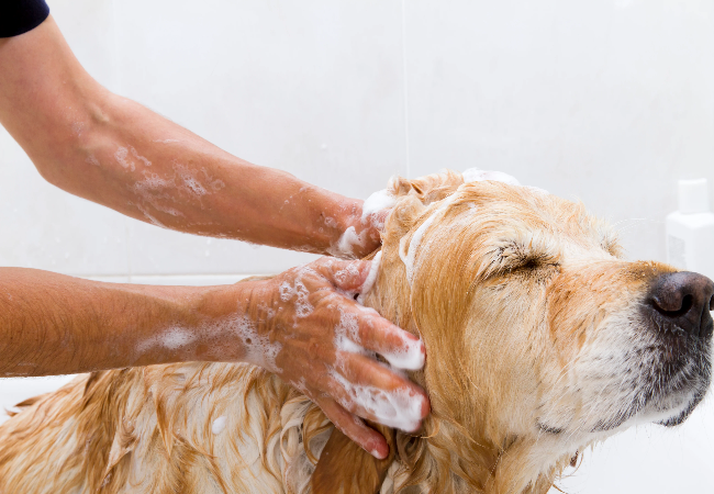 How Often Should You Bathe Your Dog?