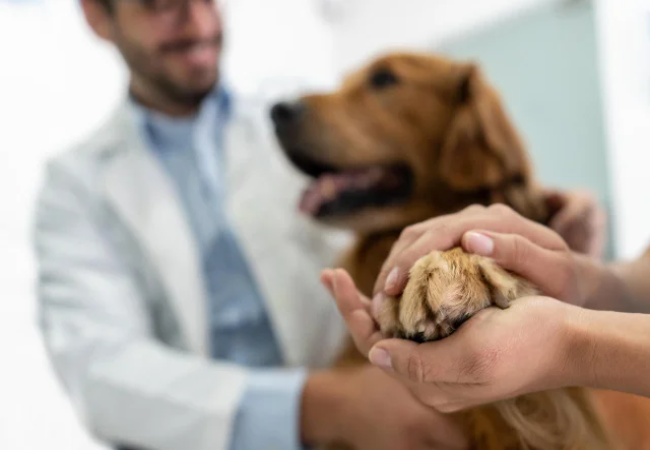 Pet Insurance Deductibles and Excesses Explained