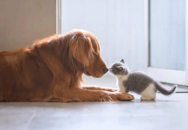 Can Dogs Tell the Difference Between Dogs and Other Animals?