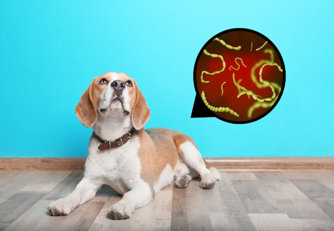 Vet Guide to Canine Tapeworms 2025: Prevention, Treatment & Care 🐕‍🦺