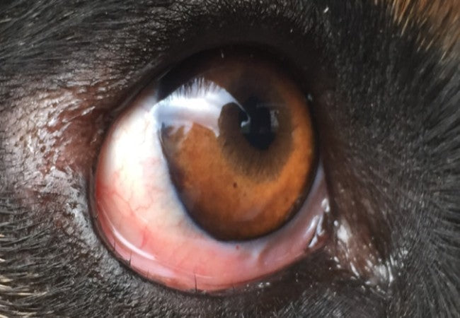 Vet Guide to Distichiasis in Dogs 2025 🐶🩺