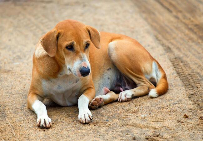 Stomach Worms in Dogs: Physaloptera Symptoms and Treatment