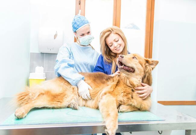 Trichinellosis in Dogs: Risks from Raw Meat and Wildlife