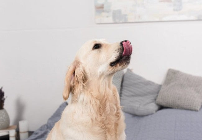 Veterinary Guide to Canine Esophagitis 2025 🩺🐶