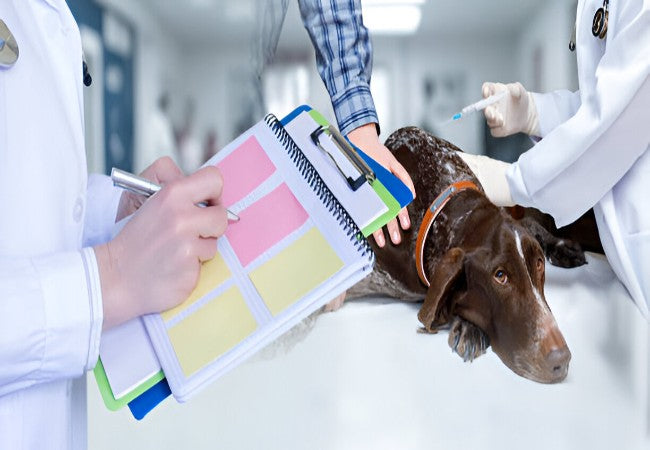 Veterinary Guide to Canine Hepatotoxins 2025 🌿🩺