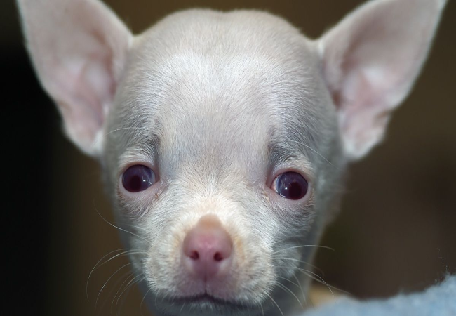 Veterinary Guide to Canine Hydrocephalus 2025 🩺🐾