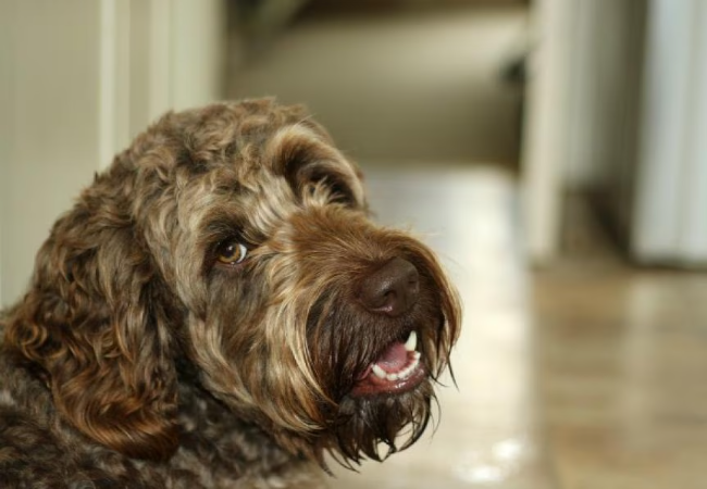Veterinary Guide to Canine Hypocalcemia (2025) 🐶🩺