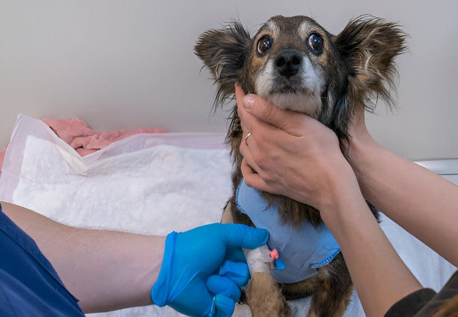 Veterinary Guide to Canine Hypoparathyroidism 2025 🐶⚖️