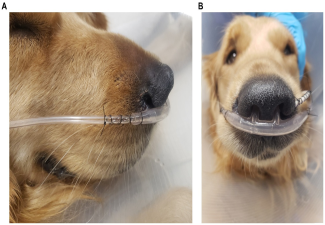 Veterinary Guide to Canine Hypoxemia 2025 🐶💨🩺