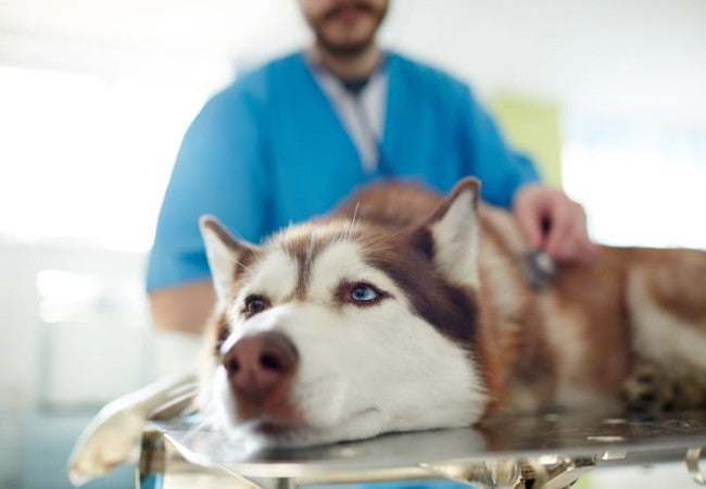 Veterinary Guide to Canine Ileus 2025 🩺🐶