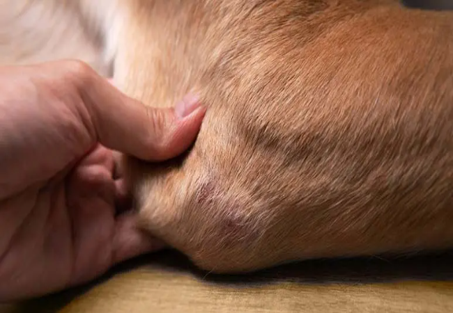 Veterinary Guide to Canine Legg-Calvé-Perthes Disease 2025 🐶🩺
