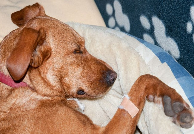 Veterinary Guide to Canine Leukemia 2025 🐶💉🩺