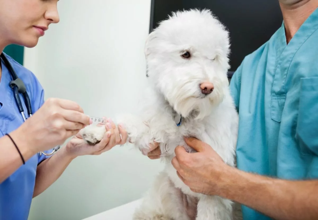 Veterinary Guide to Canine Protein-Losing Enteropathy 2025 🩺🐶