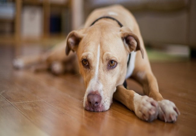 Veterinary Guide to Dog Anxiety (2025) 🐶💙